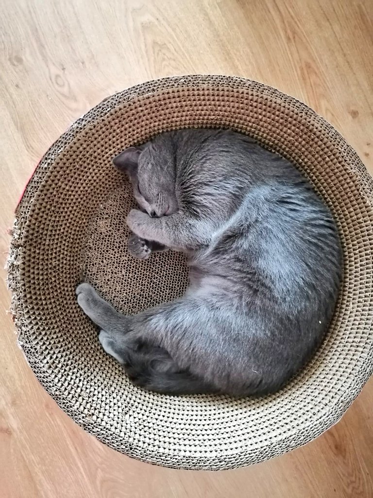 incondic_peru's tweet photo. Domingo de relax🐱💤
#Botita
#VidaDeAdoptado https://t.co/IHW9a9SzW2