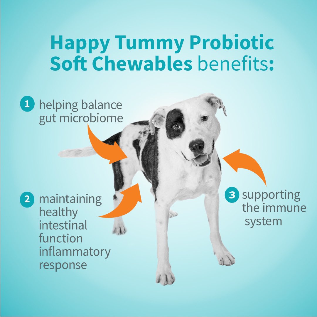 HTreatibles's tweet photo. Happy Tummy Probiotic Soft Chewable benefits 🐶:
1. Helps balance gut microbiome
2. Maintains healthy intestinal function inflammatory response
3. Supports the immune system

Link in bio to shop now! 🙌

#Treatibles #harmonyforthewholefamily #mobility #probiotic #dogs #cats https://t.co/ZcV8lzSyUa