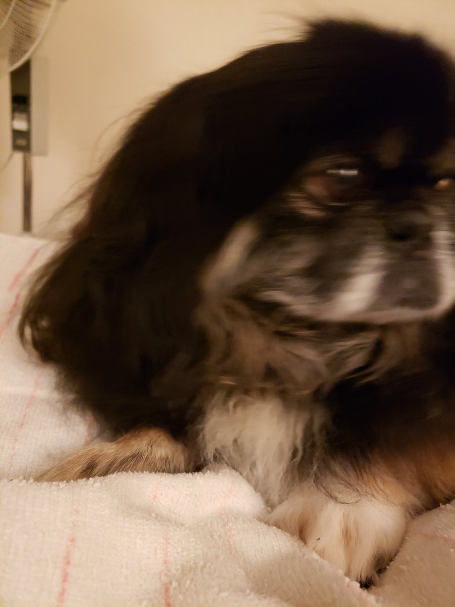 imwiththesam's tweet photo. @OneLawnWrangler @ellle_em Another blurry Toby! He left this world last year. 💔🌈💗 I miss this silly, sweet, most perfect puppy dog friend everyday. https://t.co/HBC9IN4oI5