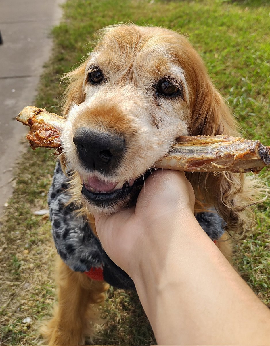 nanubircher's tweet photo. Denle mucho amor a sus mascotas, que los pueden llegar a hacer felices 17 años. Sin dudas fuiste lo mejor que nos pasó, y te lo pudimos demostrar. Te voy a extrañar todos los días de mi vida mi amor 🧡🐶 GRACIAS. https://t.co/quuCUvkn5h