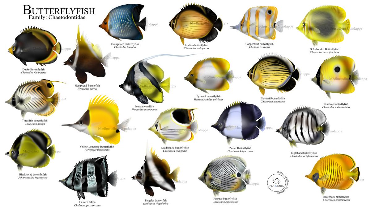 fish_lines's tweet image. Here is a panel of all my butterfly fish for today's #SundayFishSketch. Many of these fish are seen in small schools. 
#digitalart #sciart #fishsketch