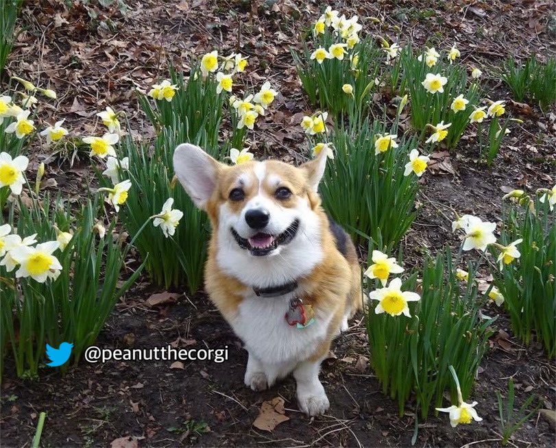 Spring has Sprung! Daffodils are blooming in Central Park! #corgi #happyfirstdayofspring! #springtime #spring2022 #daffodils #CentralPark #CorgiCrew #corgitwitter #dogs #dogsoftwitter #twitterdogcommunity #puppy #cutenessOVERLOAD