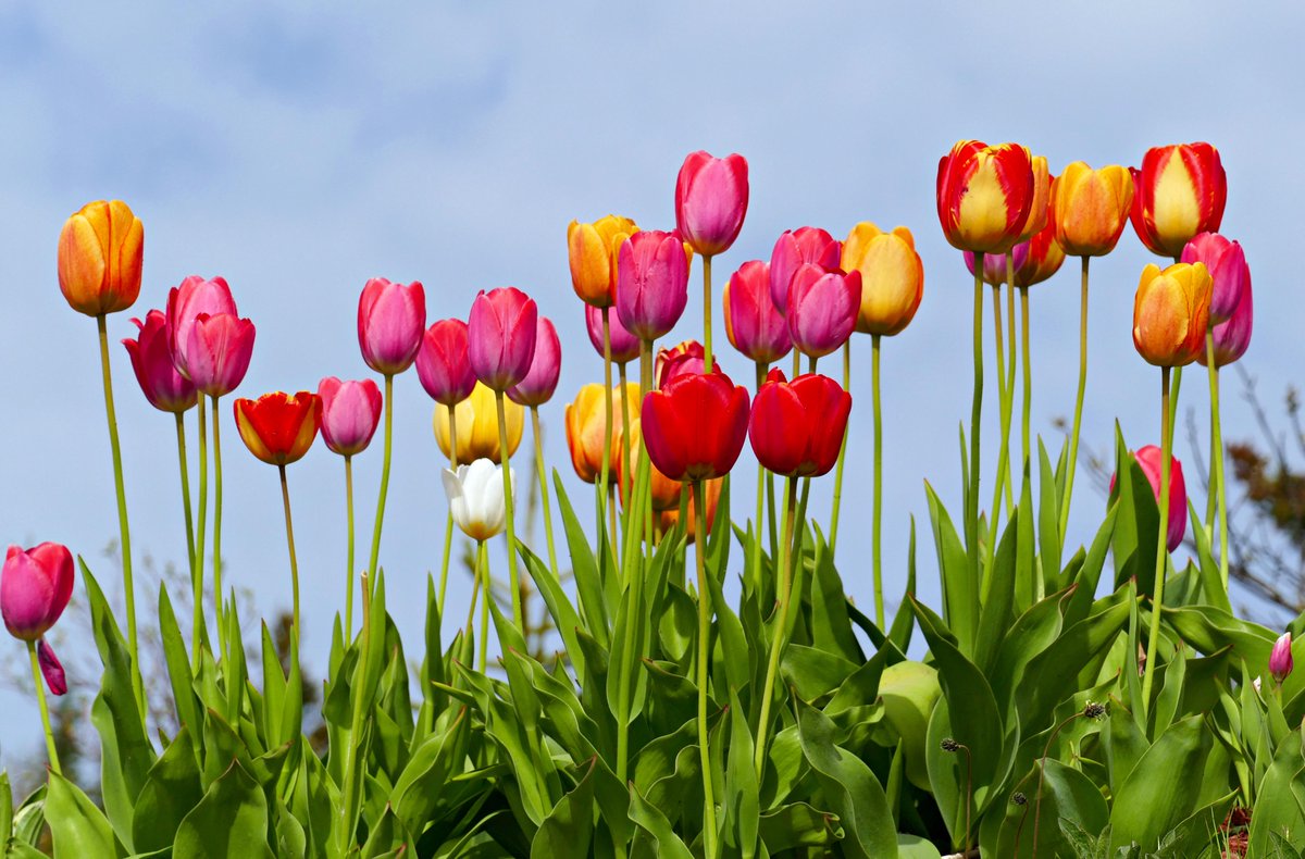 Time really does fly. It's the First Day of Spring in our hemisphere and we wish you all a wonderful day!

brantfacs.ca