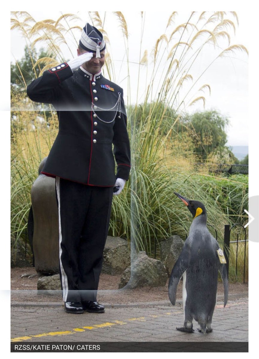 PenguinForces's tweet photo. Do you think "WTF, penguins in the army. That's a Fake"? You are #Wrong!
"Sir Nils Olav III is a king penguin and colonel-in-chief of the Norwegian King's Guard."
https://t.co/jyGxaOPVqQ
That's #PenguinStrong!
#Soonaverse #NFTcollections #IOTACommunity #IOTA #Shimmer https://t.co/JnDDUmLBG8