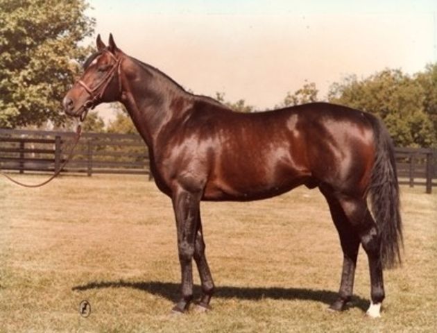 HORSERACING1002's tweet photo. GREEN DANCER (NIJINSKY II) #GreenDancer
1974 Observer Gold Cup winnner, Sired 89 sw. 1991 Leading sire in France, Stood in France and @Gainesway https://t.co/n8jy6rUmvZ