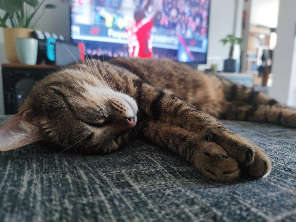 JonathanNenich's tweet photo. Je crois que mon chat a préféré décéder #SRFCFCM 
Merci les gars https://t.co/Yb0vyquwLN