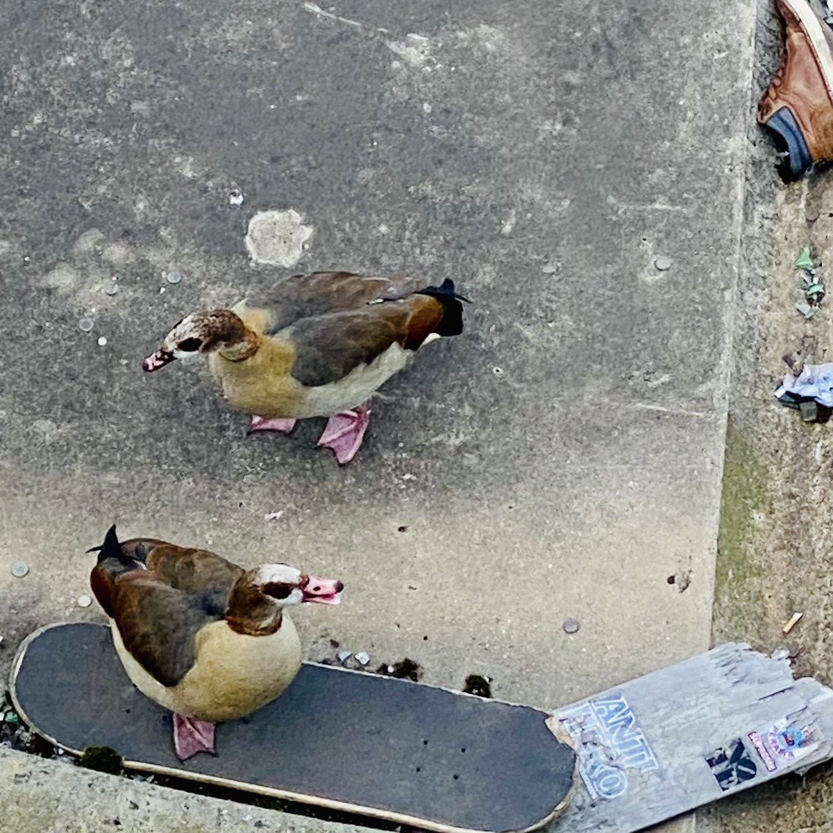 LizIxer's tweet photo. Egyptian goose on a skateboard on the SouthBank #coolgoose https://t.co/bnhrIZm3eY