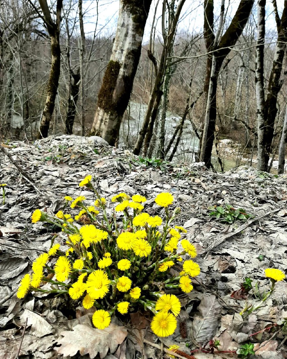 Весна в окрестностях Мезмая (Краснодарский край)