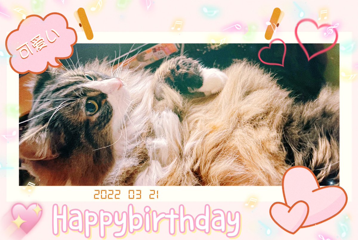 🐯誕終わってもうた…🫠

そして🐯の1日遅れで今日は我が家の猫サマの10歳の誕生日🐈✨
まだまだこの先も長生きしてね🫶🏻🫶🏻🫶🏻
大大大好キダヨオ゛オ゛オ゛オ゛オ゛オ·͜·✌︎ 