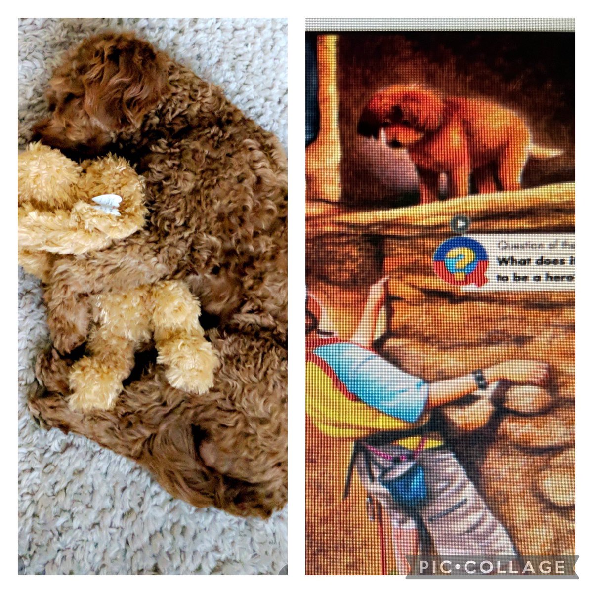 Flores_DualD93's tweet photo. So excited for our story of the week because one of the main characters looks like Cubby and we all โค๏ธhim. Canโt wait for students to see this!
#texttoselfconnection #goldendoodle #ReadingOpenstheWorld #ccsd93 @RoyDeShane93 #4thgrade #duallanguage https://t.co/KtzcsyKXWt