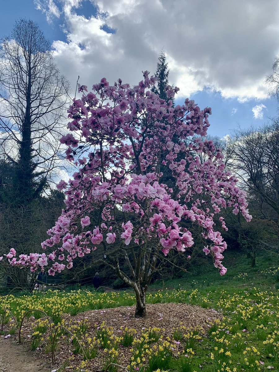 Pretty in Pink:
Magnolia ‘Caerhays Belle’ putting on a show at Batsford Arboretum, in The Cotswolds today.