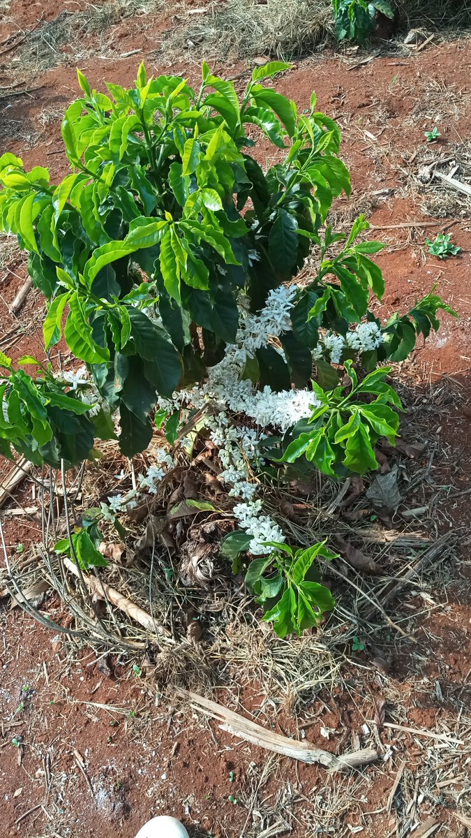 NdaroiniCF's tweet photo. Ruiru 11 coming on strong... God please bless the work of my hands https://t.co/ZK6CW4Xmcf