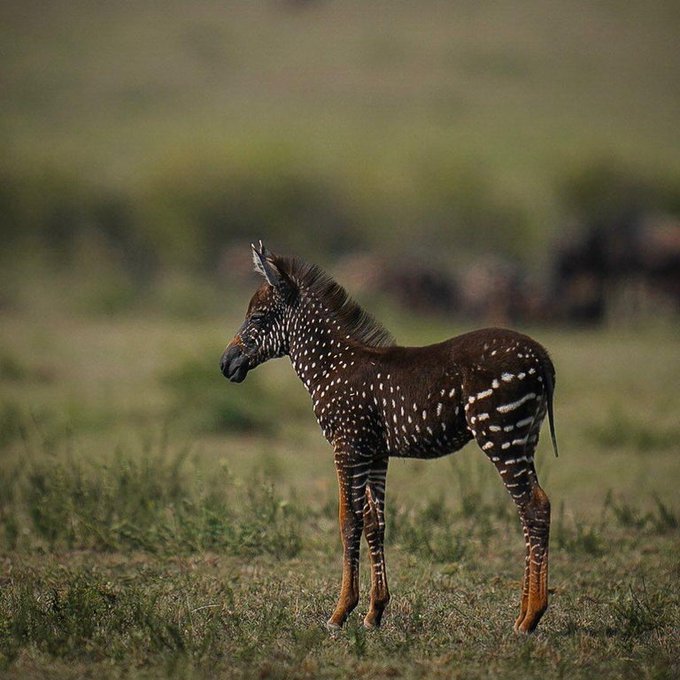 Rainmaker1973's tweet photo. Tira is the only known polka dot zebra, a condition caused by pseudomelanism. Tira, a plains zebra (Equus quagga) who is mostly black, with white spots, lives in the Masai Mara National Reserve in Kenya and was first discovered by photographer Frank Liu https://t.co/JZBdtRHA0U https://t.co/aKJUWXQL56
