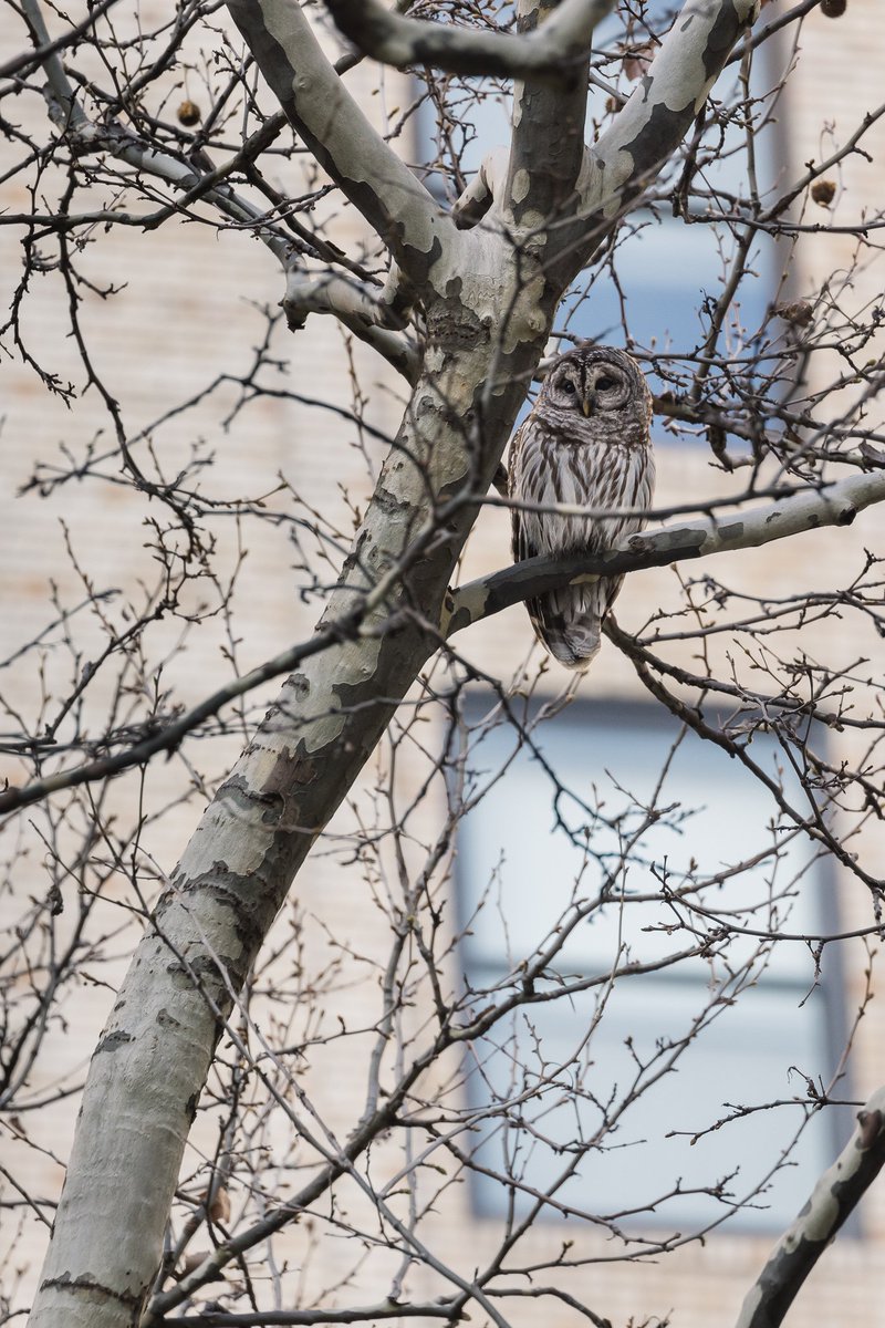 MattNoome's tweet photo. New York City wildlife never ceases to amaze me. A barred owl in the middle of midtown Manhattan in @bryantparknyc! Unfazed by hundreds of people enjoying the park. Loud traffic. Sirens. Surrounded by tall buildings. This owl was right at home #birdcpp https://t.co/Qi0PrqYLDe