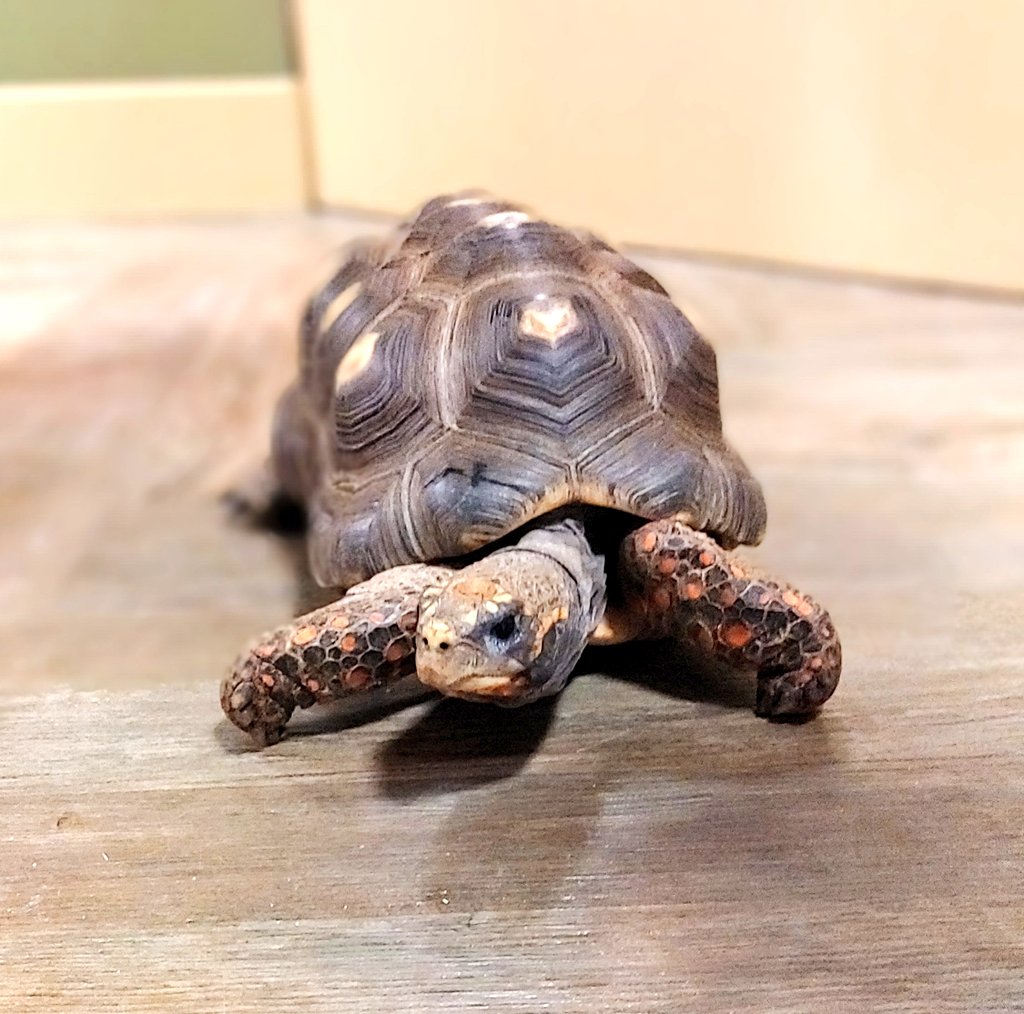oscarindacity's tweet photo. We went to #Littlerays Nature Center at West Edmonton Mall, so many cool animals! I hope they stick around Edmonton to help exotic animals without a home πππ @LittleRaysNC
#wem #WestEdmontonMall #oscarindacity #dogsoftwitter https://t.co/QsDsgDnW17
