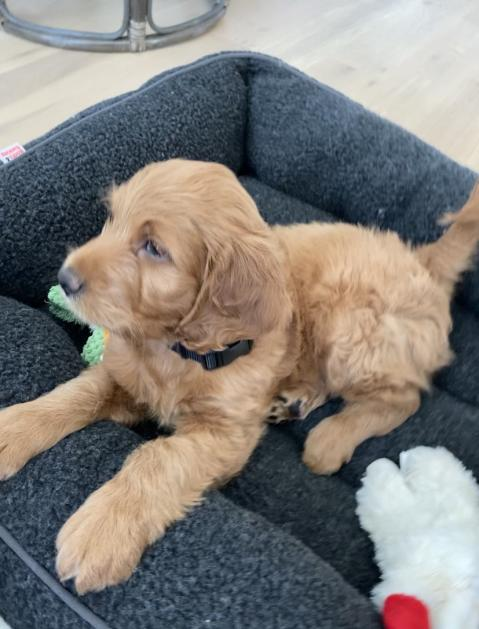 natealex's tweet photo. my gf bought a dog while i was at SXSW

his name is ethereum https://t.co/ELy5D2pLIz