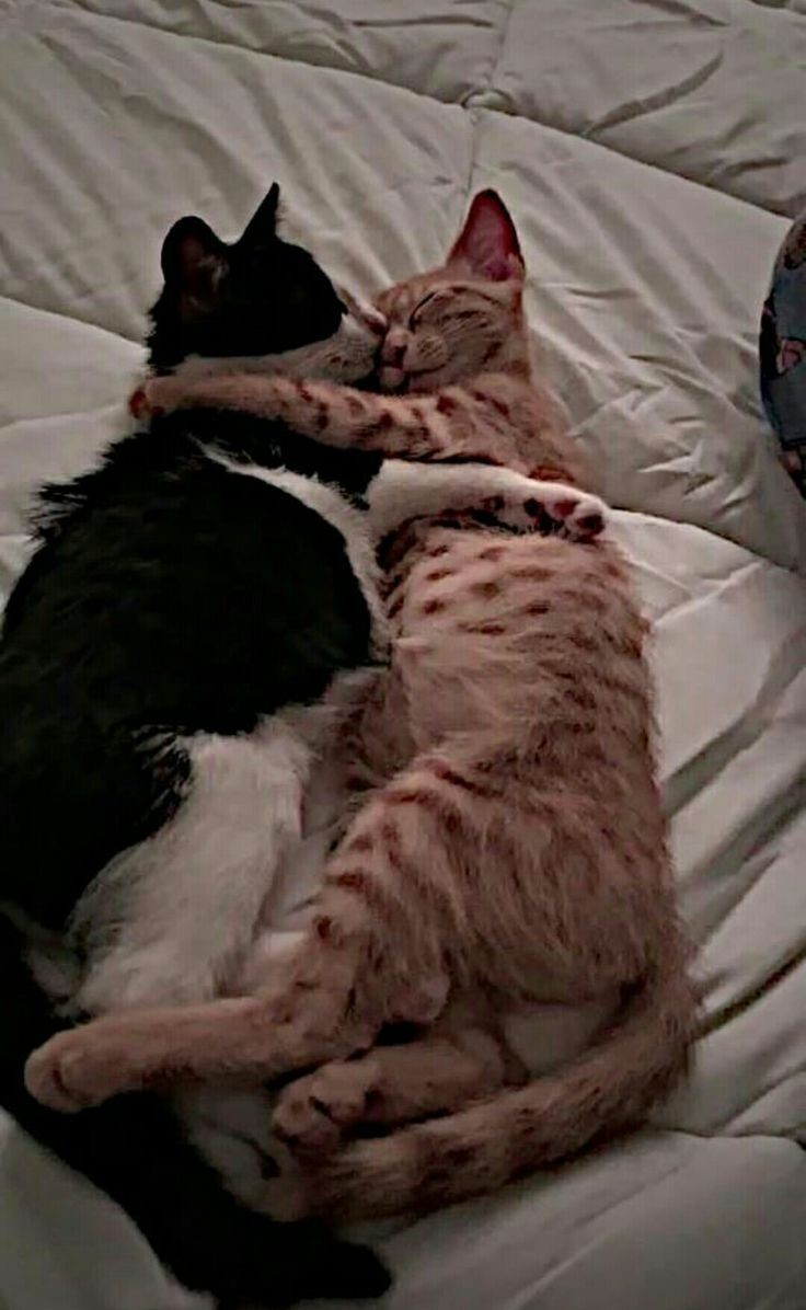 LxTulipeBlanche's tweet photo. ༼・゚❁*ฺ ୭̥ Mishi Lover╰ೃ❁⋆
── Misha, Alessia y sus gatocidades.
── #Missia https://t.co/akgOBJkrtp