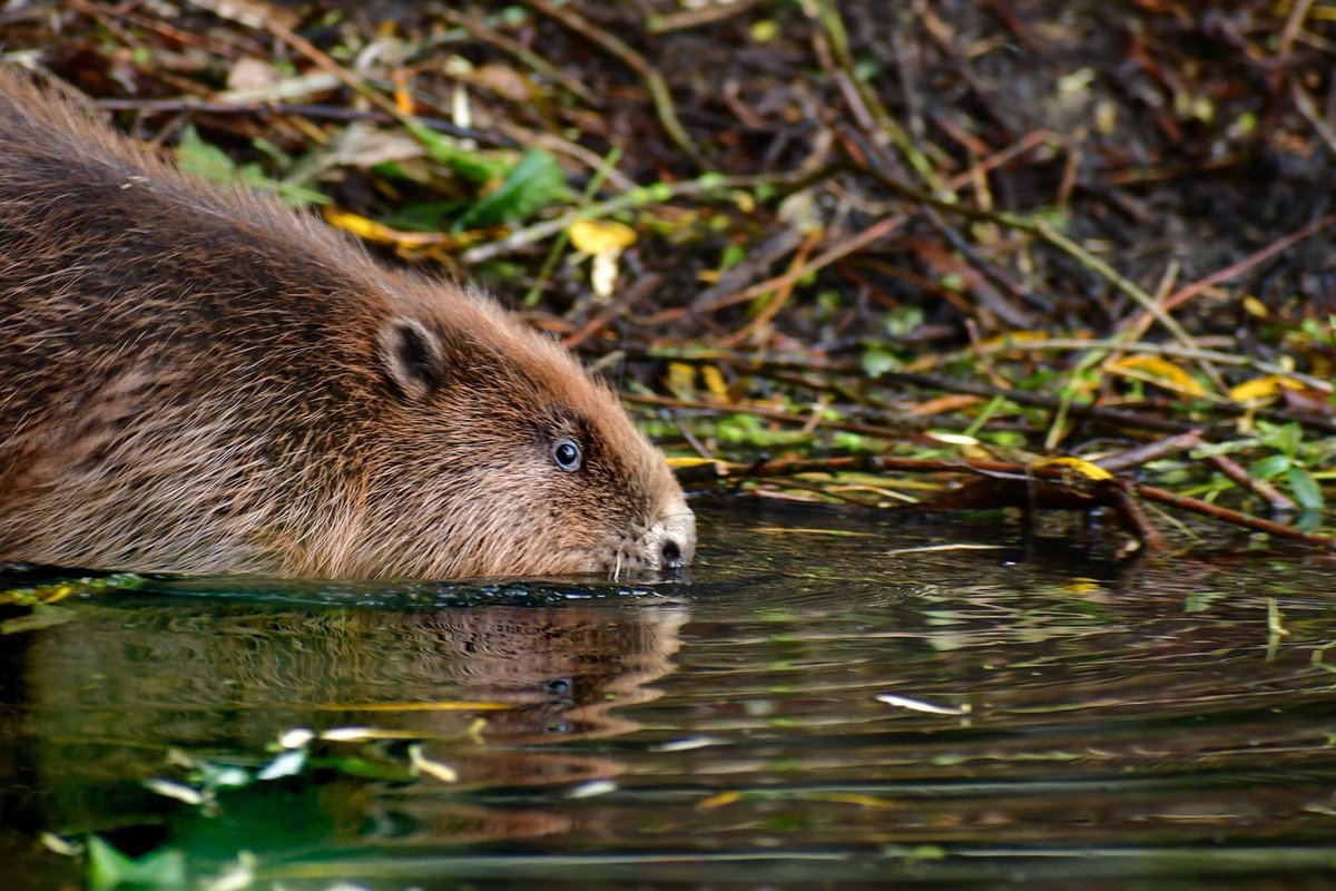 Happy #WorldRewildingDay 💚 we’re proud to #Rewild - last year saw us introduce #Beavers &amp; #AllestreePark - this year will see the launch of our #WildPeak project &amp; loads of #UrbanRewilding - watch this space! <a href="/RewildingB/">Rewilding Britain</a> <a href="/WildlifeTrusts/">The Wildlife Trusts</a> <a href="/AliDriverUK/">Alastair Driver</a> <a href="/RobStoneman/">Rob Stoneman</a> 📸 Ross Cooper