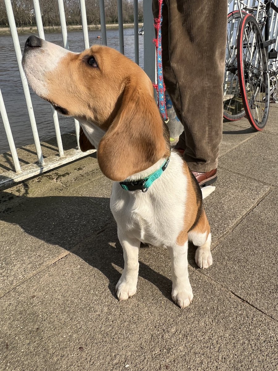 BeaglePutney's tweet photo. Bravo @CUBCsquad #lightweights. Well rowed everyone! #cambridge @theboatrace https://t.co/Q92kD1vqy4