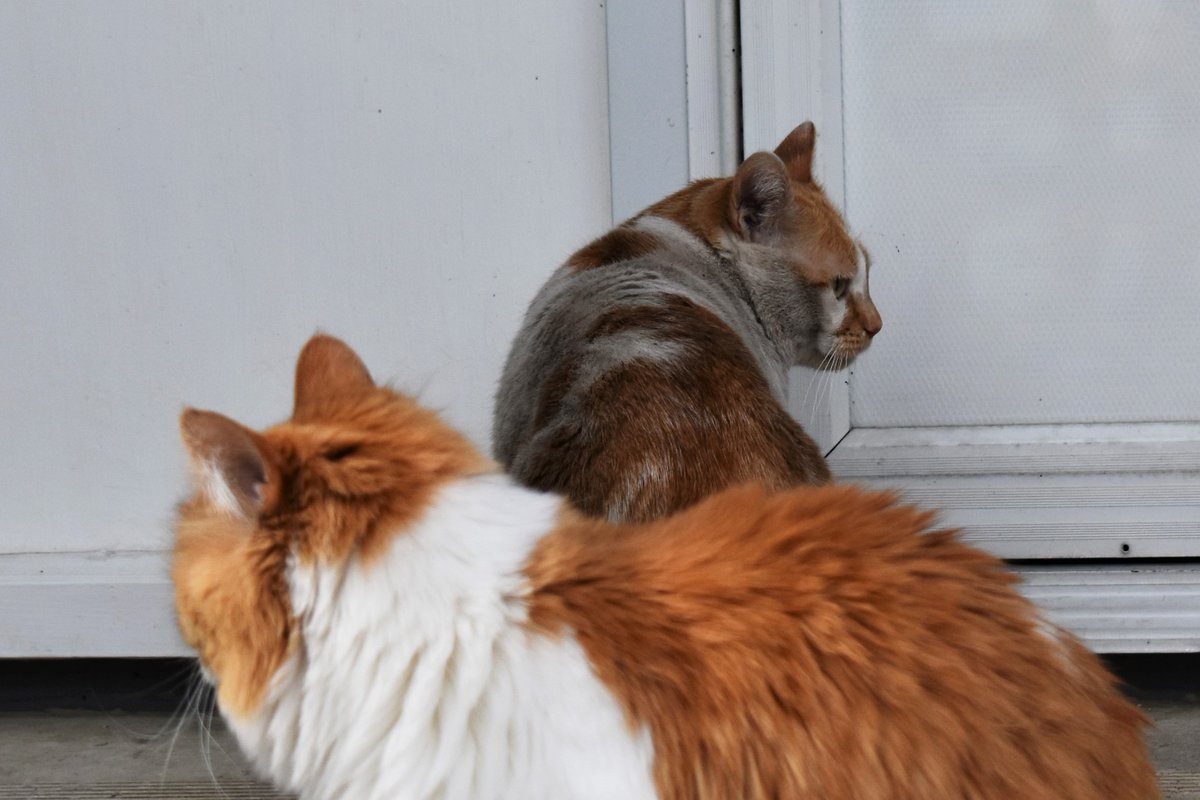 Mama asks, for jus one day,
If I can skip da paynt.
I tells mama I will twy,
Dat I will be a saint.

Wen I steps outside to play,
Da dirt, it calls me bak.
Spinny spin, den spin sum mor,
Until I turns all blak.

#CheddarPoetry #InternationalDayOfHappiness #iTwied #WarryerPaynt