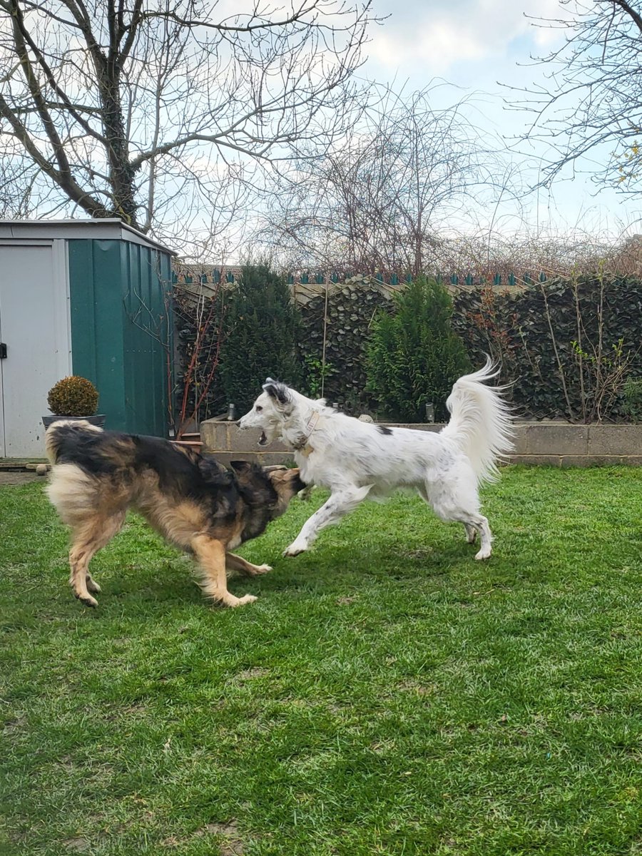 CandiPoppy's tweet image. Mummmmm she's biting my leg #dogsoftwitter #playfighting