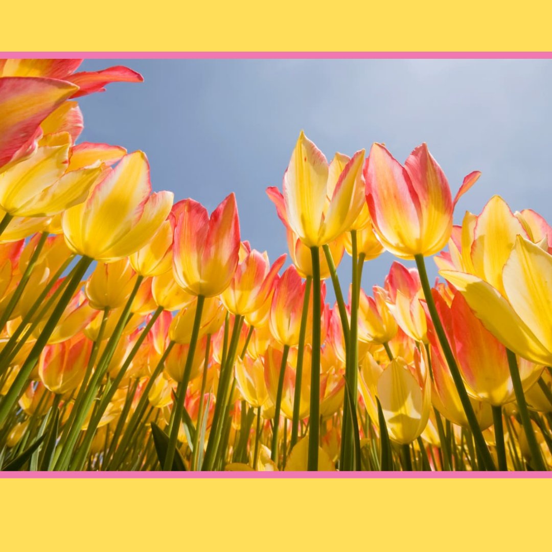 DPSLibraries1's tweet image. Hello, Spring! Happy you're back - we've missed you. Snow tomorrow, but still... #spring #springincolorado #dpsreads