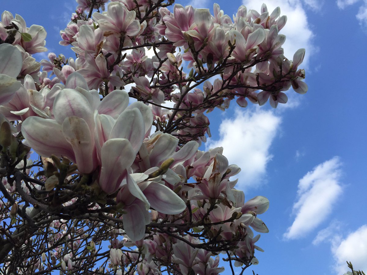 minpan351's tweet photo. ๐ธ๐ผ๐ท๐น๐บ#springnearby #sundayafternnon #springfromhome https://t.co/NO1R0sFKLW