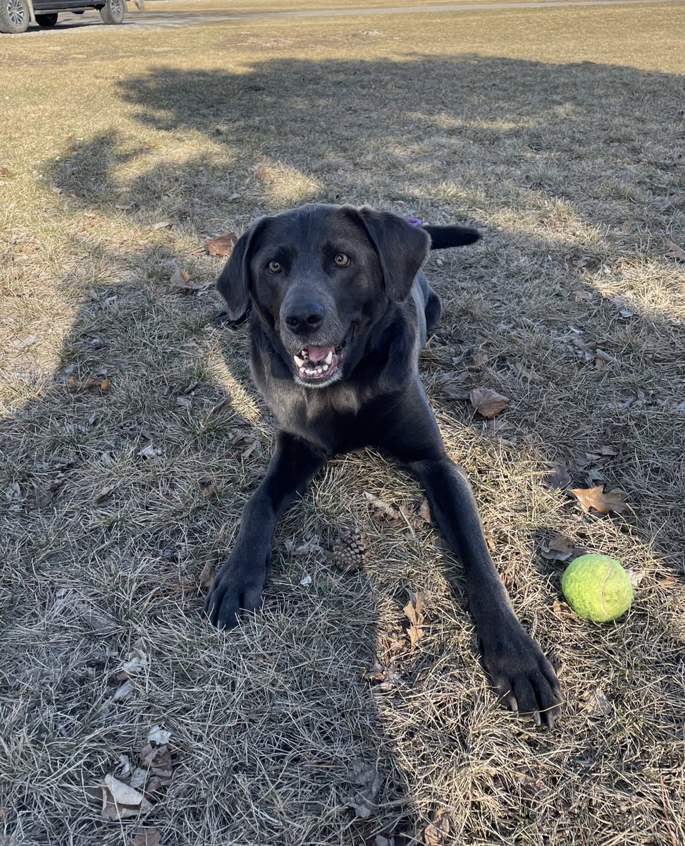 AMPlifythatshit's tweet photo. @BuschBeer Our 6 year old lab, Bailey, is excited for some more dog brew! #BuschBarkBracket #Contest https://t.co/nLMYTgnyRl