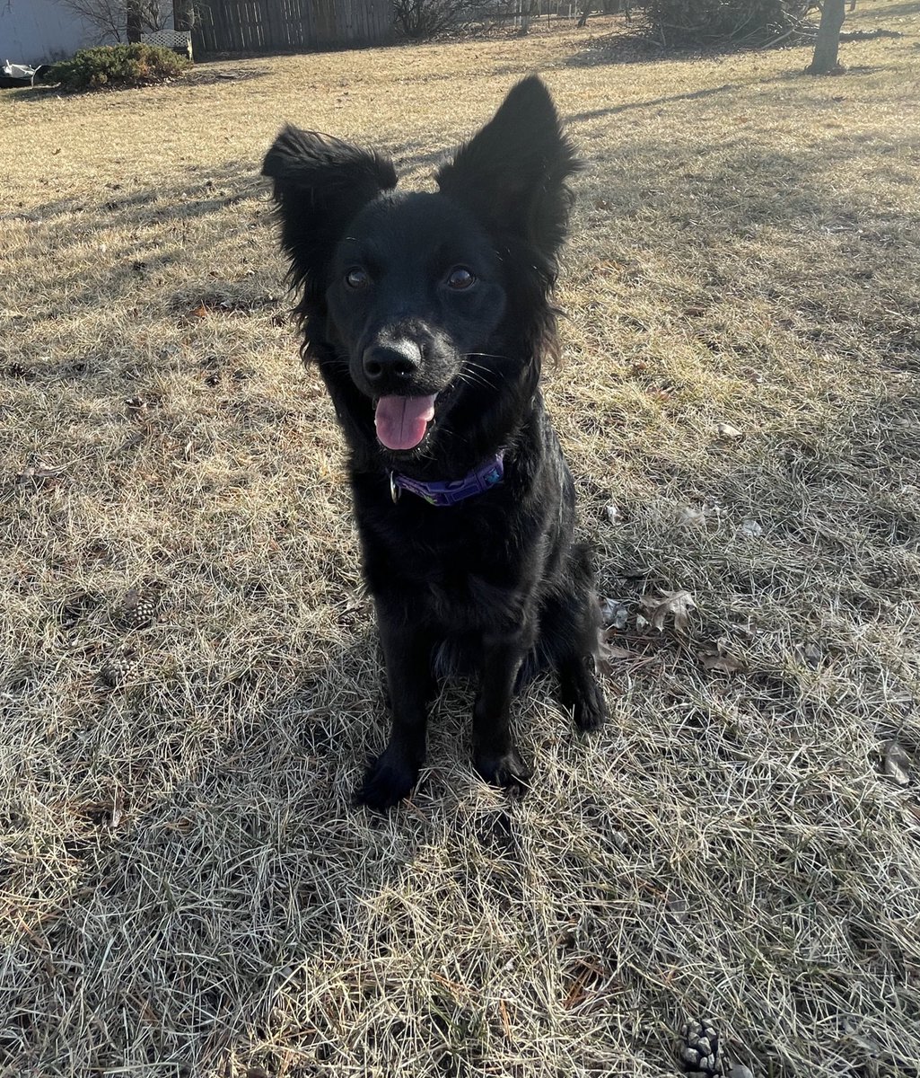 AMPlifythatshit's tweet photo. @BuschBeer Can’t forget about miss Hattie! 🍻#BuschBarkBracket #Contest https://t.co/N541eZP8IV
