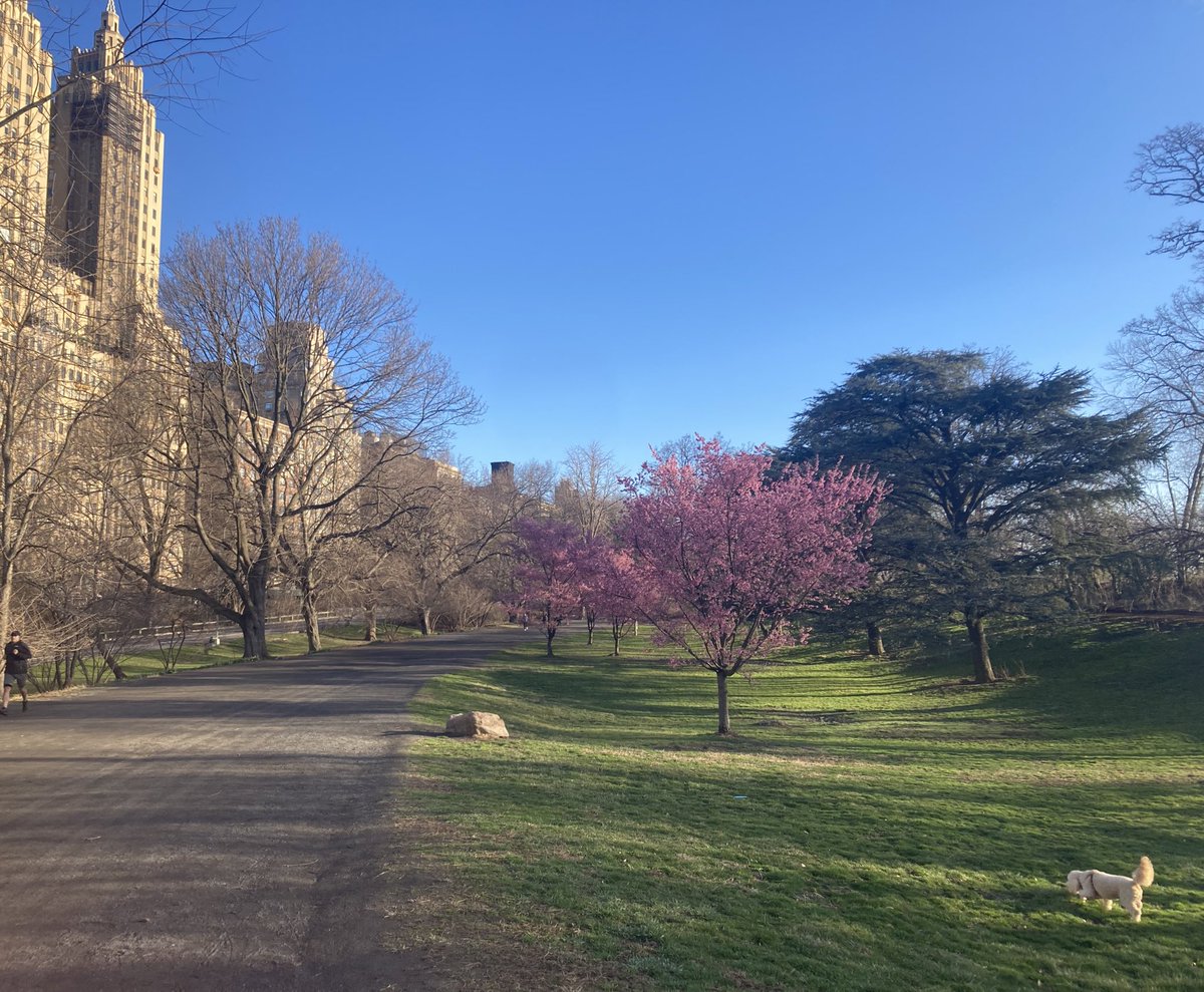 AlainCagaanan's tweet photo. Squeezing in a bit of Central Park before #USCAP2022 in LA https://t.co/Sp45HrYyZb