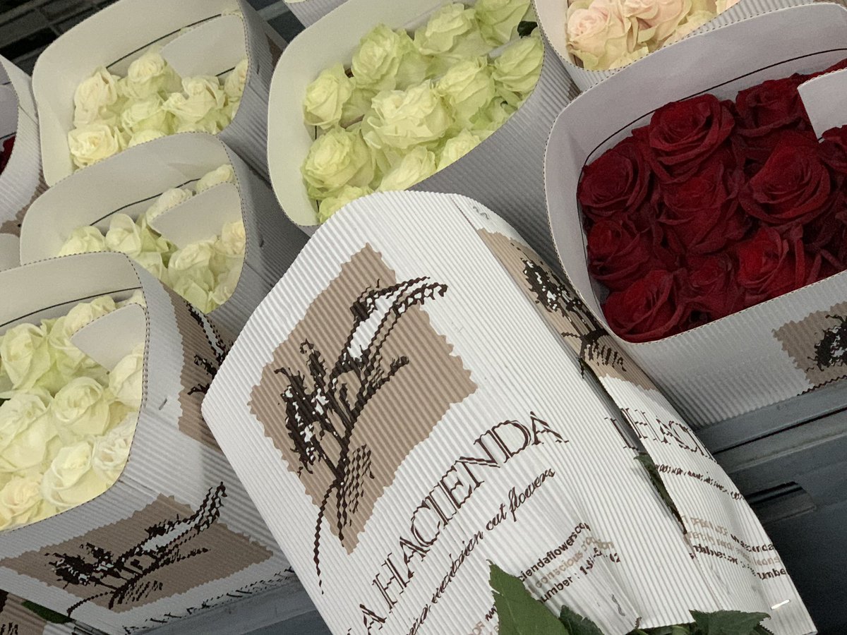 White and red roses, perfect for your sober and elegant designs..

#whiteroses #giveroses #love #gardenroses #roses #americanfarm #lhf #lahaciendaflowers