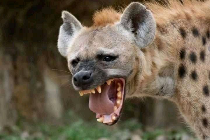 The Teacher Doesn't Like Her Shoes And Necklace Haaai #datemyfamily