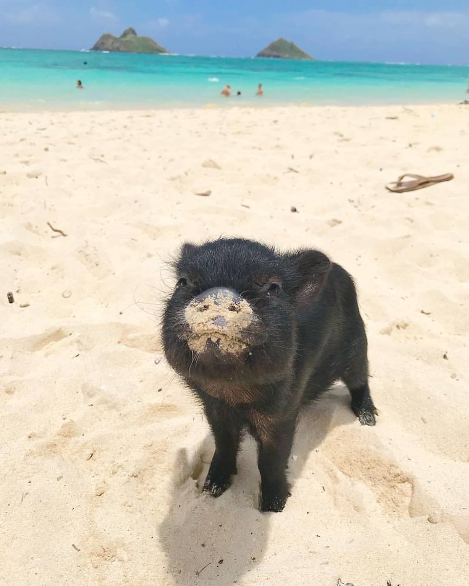 Pig's World tweet media