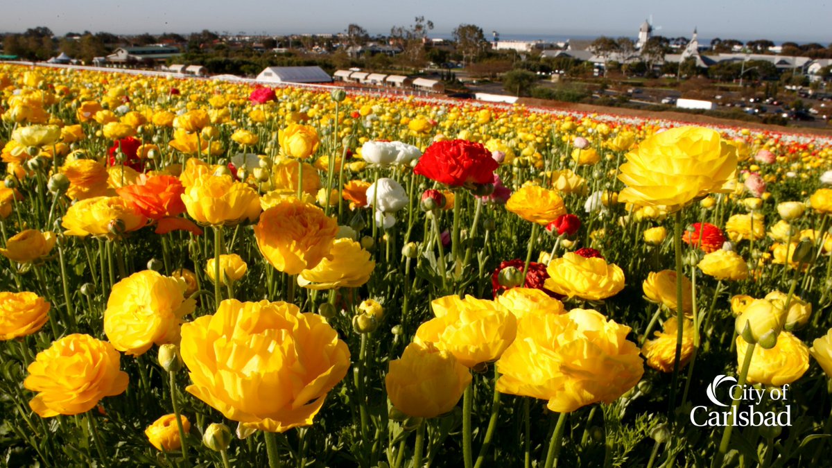 City of Carlsbad tweet media