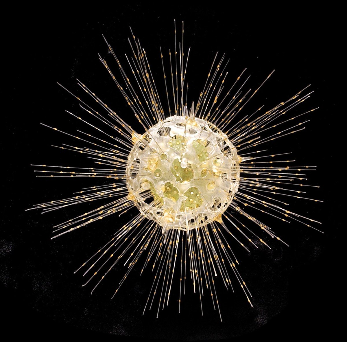 Pteroterror's tweet photo. The images below are not photographs of microscopic critters or living animals. They are hand-made GLASS models from the 19th century by 🇨🇿 Blaschka family, using elaborate glass spinning to create life-like marine invertebrates &amp; now stored natural history museums globally🧵 https://t.co/YzQETbphdj