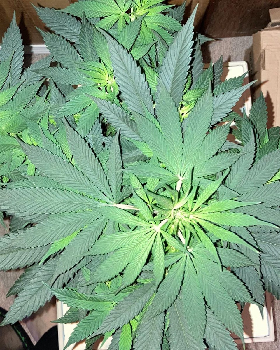 This is just in time for Spring! 👀

Rainbow Haze is a strain with beautiful colors. 🌈 Although it has a high THC content, it has a surprisingly balanced high. Growing best in warmer climates, this strain is perfect for the upcoming seasons. Great job, <a href="/johnnyonthepot/">John Surface</a>! ☀️