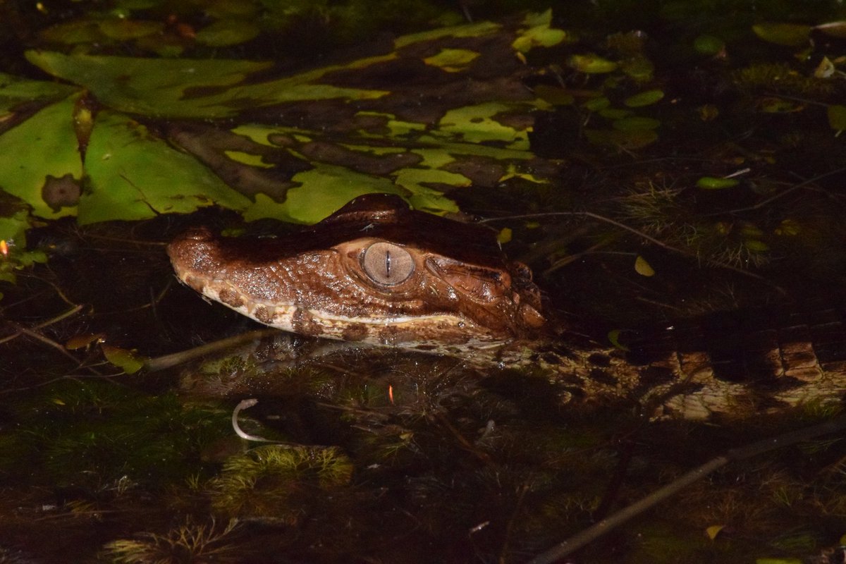 Emmanuelle_clvl's tweet photo. Week end au Marais de Kaw 🐊🐂🦅
#frenchguiana
#maraisdekaw
#biodiversity https://t.co/zP0tFcEwf4