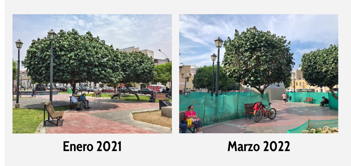 limantigua's tweet photo. Cuidemos nuestros árboles. Hay que estar siempre atentos al tratamiento que se les brinda.
Pueden pasar por el lugar y comprobarlo, amigos. 🌳🧒🏻👧🏻🌳
Fotografías 📸 Vladimir Velásquez
#vladimirvelasquez #masarbolesparalima #limaquema #BarriosAltos #arboles #lima #plazaitalia https://t.co/4XpDqqcuL4