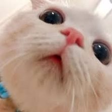 alwaysbom326's tweet photo. 고양이                                      민석이 https://t.co/ZL8fDVe7tc