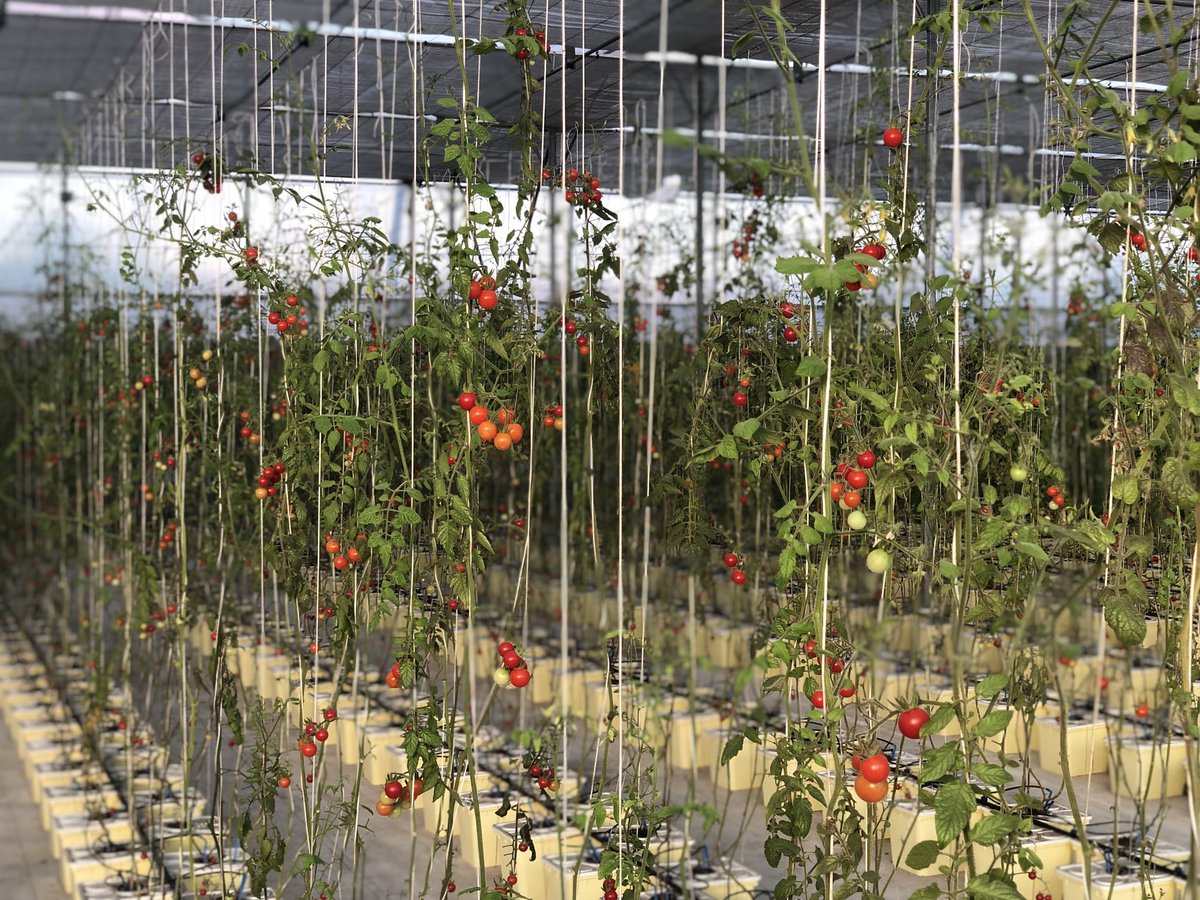 SirCasstic tweet media