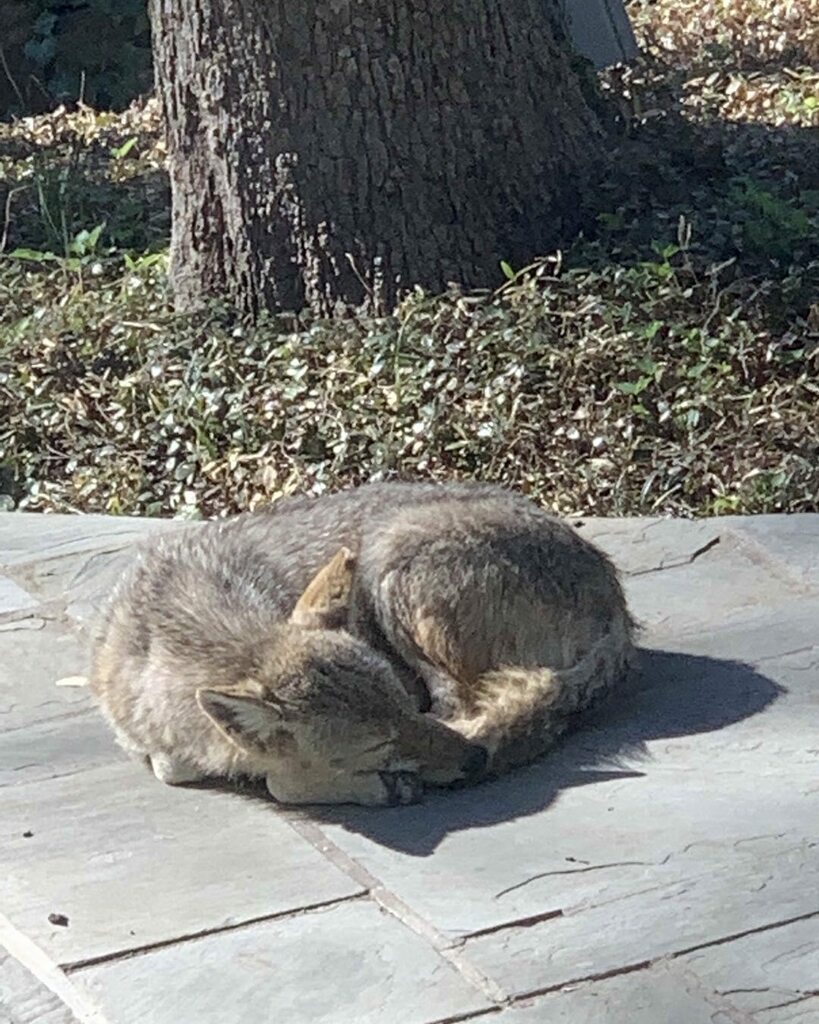 Sandra Brown tweet media