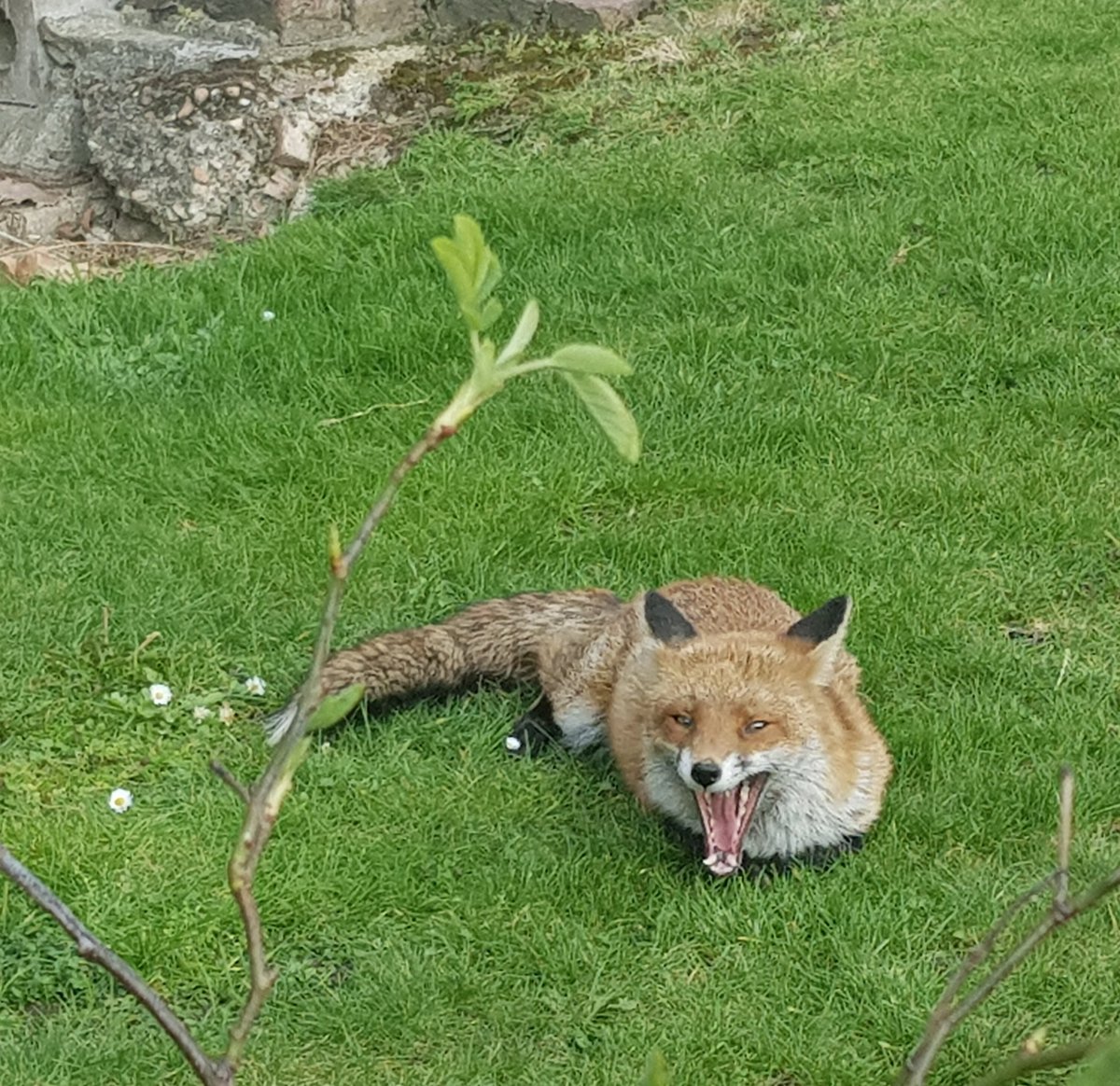 Beket_Aten's tweet photo. Today I received the gift of my first negative LFT & then saw this cheeky face on my short walk round the block. Knackered even after a 5-min walk at the moment but it was worth it π¦π¦π¦
#UrbanFoxes #NatureInLondon #Spring2022 #LondonWildlife #E17 #Walthamstow #NearlyCovidFree https://t.co/wHUofh3pZP
