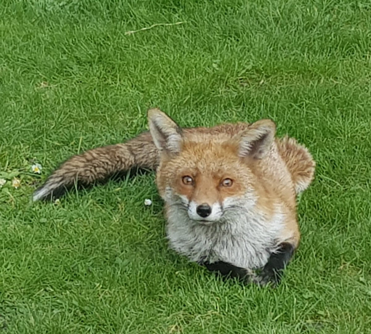 Beket_Aten's tweet photo. Today I received the gift of my first negative LFT & then saw this cheeky face on my short walk round the block. Knackered even after a 5-min walk at the moment but it was worth it π¦π¦π¦
#UrbanFoxes #NatureInLondon #Spring2022 #LondonWildlife #E17 #Walthamstow #NearlyCovidFree https://t.co/wHUofh3pZP