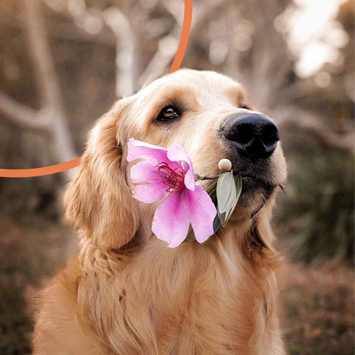 KoruK9's tweet photo. The #FirstDayofSpring dog walk might be our favorite #SundayDogWalk of the year. 🐕 🌷 https://t.co/QbITS8bW9O