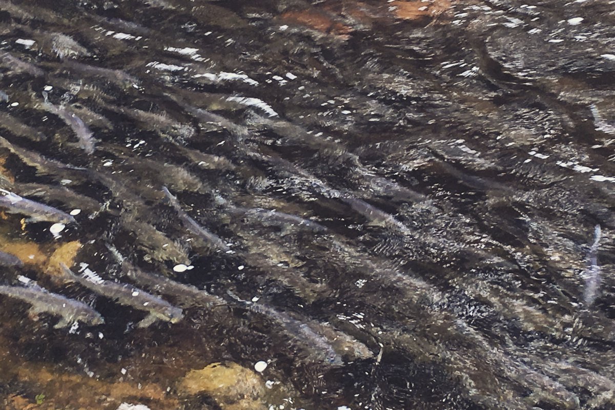 ‼️So excited and proud to share our new paper published in Animal Biotelemetry, concerning the migration of Alewife in Minas Basin 🐟 Thank you to everyone who made this possible! <a href="/CEL_Acadia/">Acadia Coastal Ecology</a> <a href="/Innovasea/">Innovasea</a> <a href="/OceanTracking/">Ocean Tracking Network</a> 

rdcu.be/cIYLK