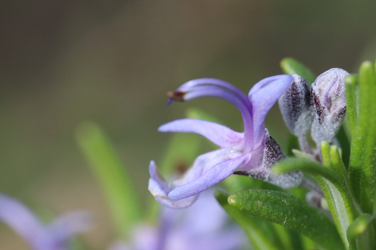 #Fleur du jour.
M'avez vous reconnue ?
#Jardin #macrophoto
