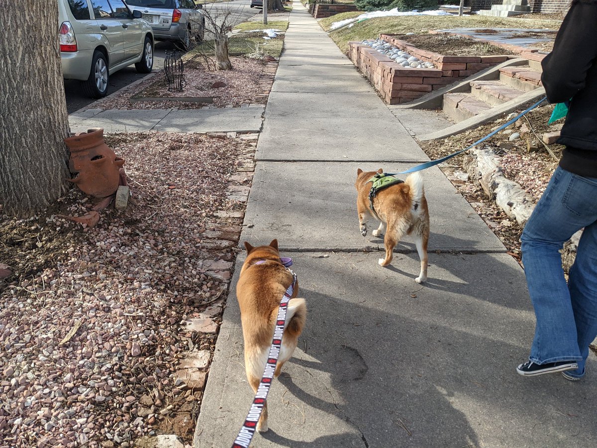 ShibaMoxie's tweet photo. All four of us went for a walk, 1st one together... I think we all liked it...
@COShibaRescue #shiba #shibainu #Fostering #foster #dogsoftwitter #shibabutt #kawaii https://t.co/UF6MLtDprs