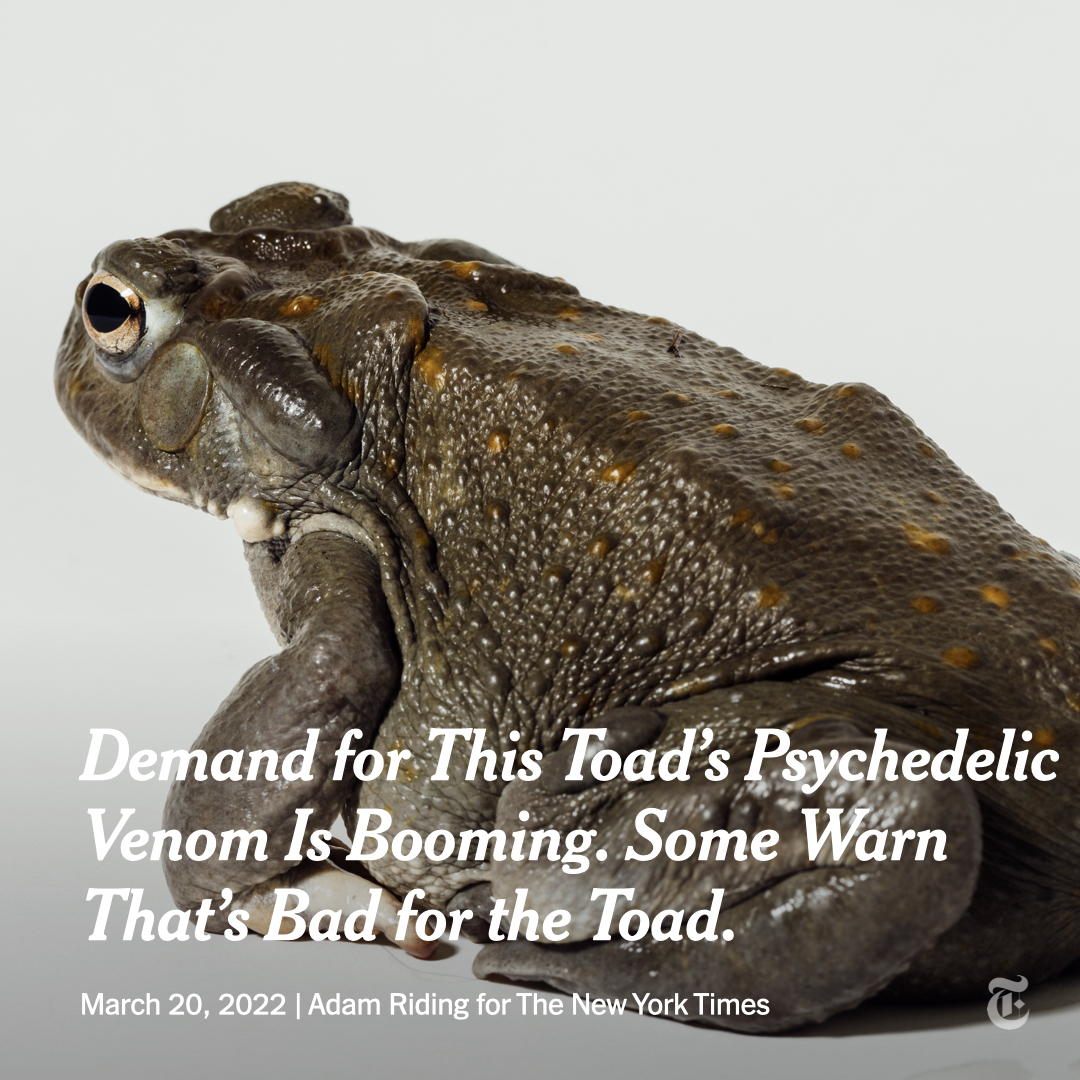 nytimes tweet picture