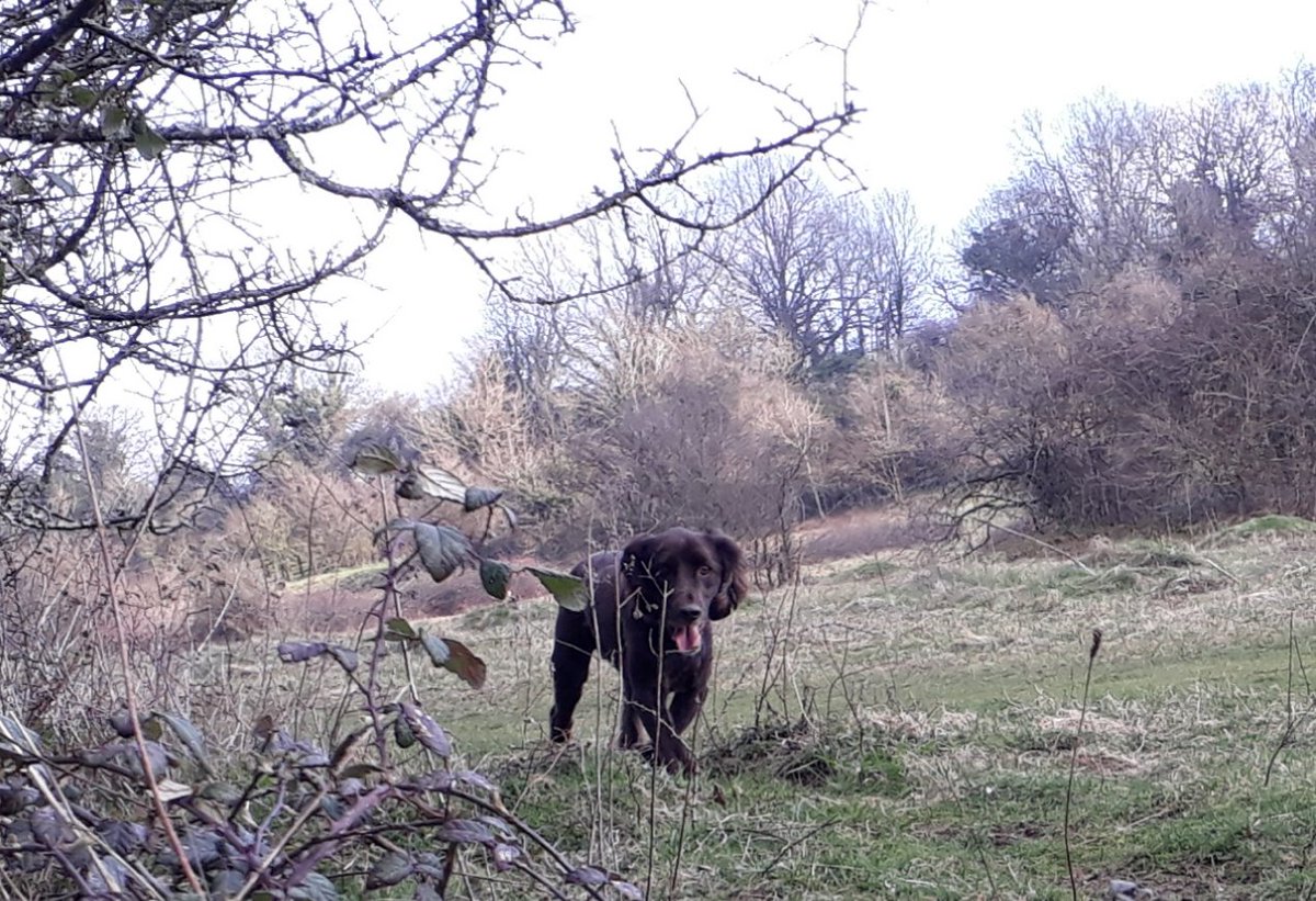 RobJames68's tweet photo. Weekend walking at Catherington Down #DynamicDog #HappyDog #WeekendFun https://t.co/9fS4BbUGqB
