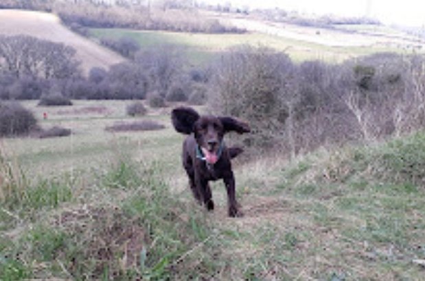 RobJames68's tweet photo. Weekend walking at Catherington Down #DynamicDog #HappyDog #WeekendFun https://t.co/9fS4BbUGqB
